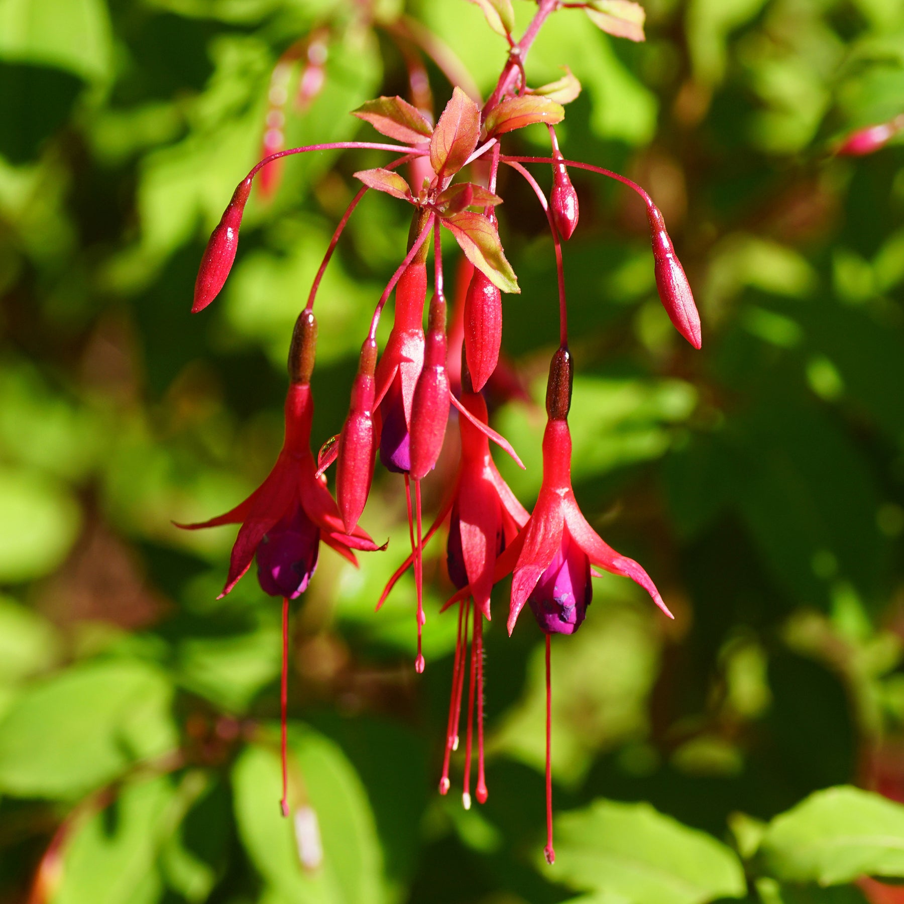 Bellenplant 'Riccartonii'
