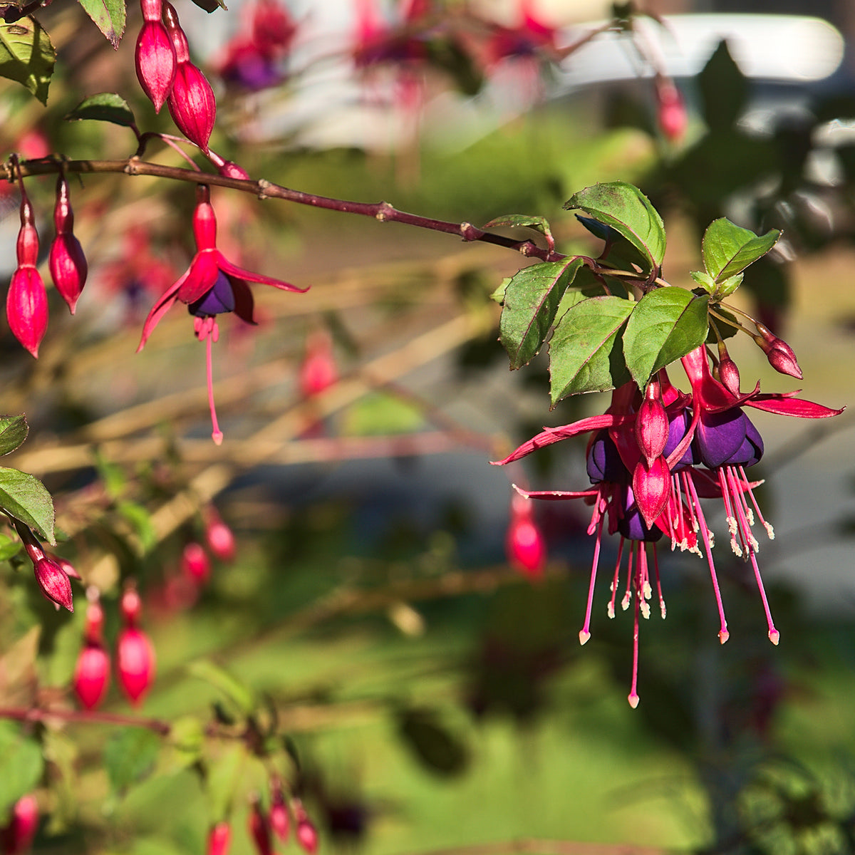 Verkoop Bellenplant 'Riccartonii' - Fuchsia magellanica Riccartonii