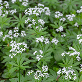 Lievevrouwebedstro - Galium odoratum - Willemse