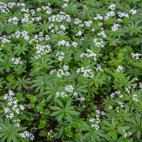 Lievevrouwebedstro - Willemse