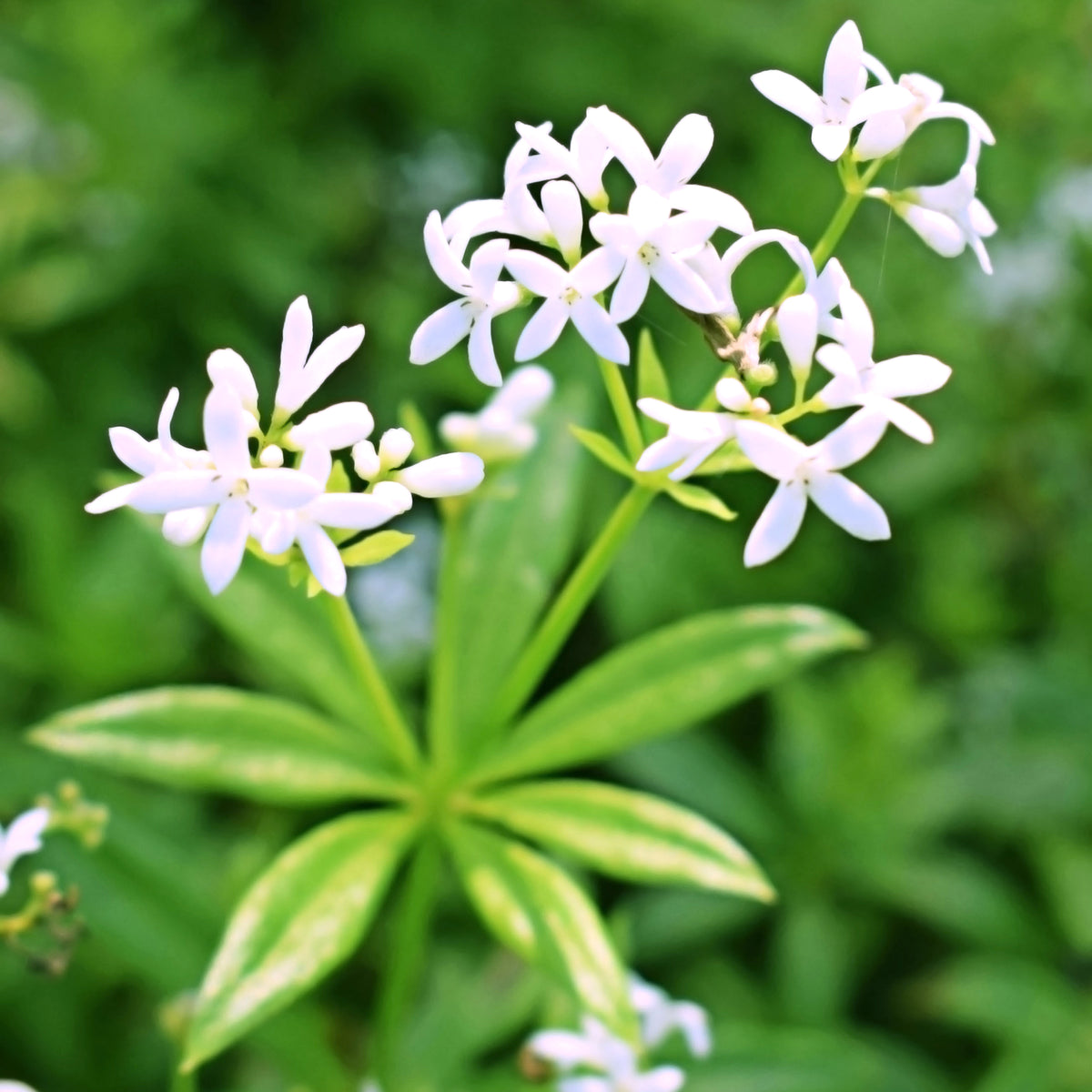 Galium odoratum - Lievevrouwebedstro - Bodembedekkers