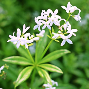 Galium odoratum - Lievevrouwebedstro - Bodembedekkers