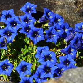 Stengelloze gentiaan - Gentiana acaulis - Willemse