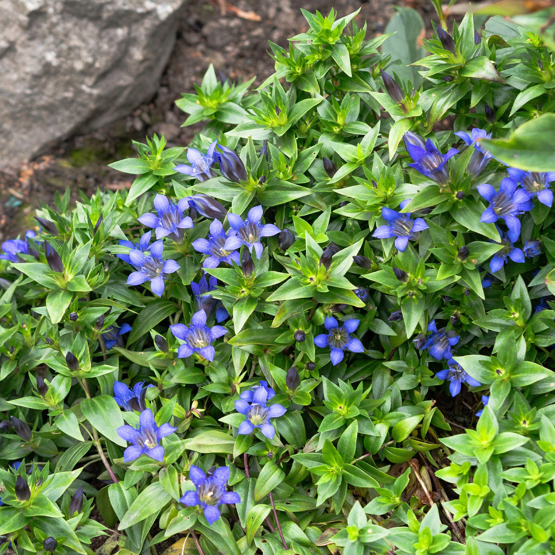 Gentiana septemfida - Herfstgentiaan - Bloeiende vaste planten