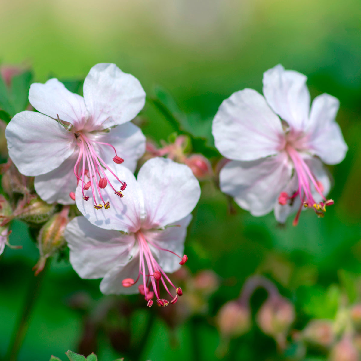 Ooievaarsbek hybride Saint Ola - Geranium x cantabrigiense st ola - Willemse