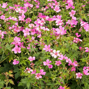 Ooievaarsbek d'Endress - Willemse