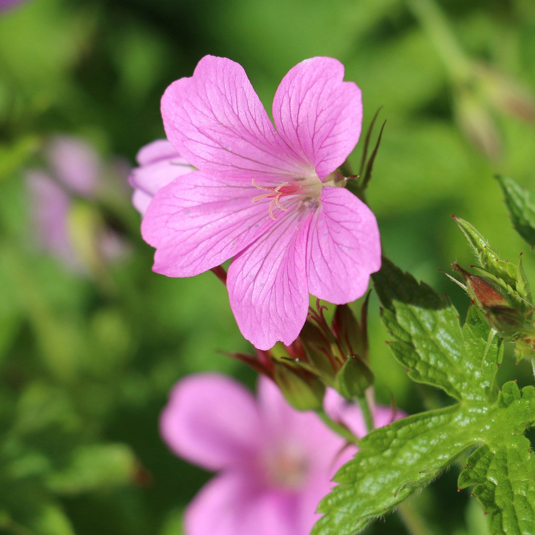 Geranium endressii - Ooievaarsbek d'Endress - Geraniums