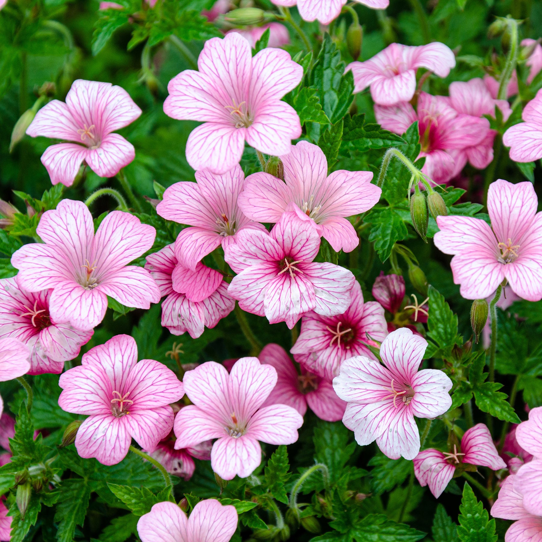 Geraniums - Ooievaarsbek d'Endress - Geranium endressii