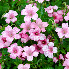 Geraniums - Ooievaarsbek d'Endress - Geranium endressii