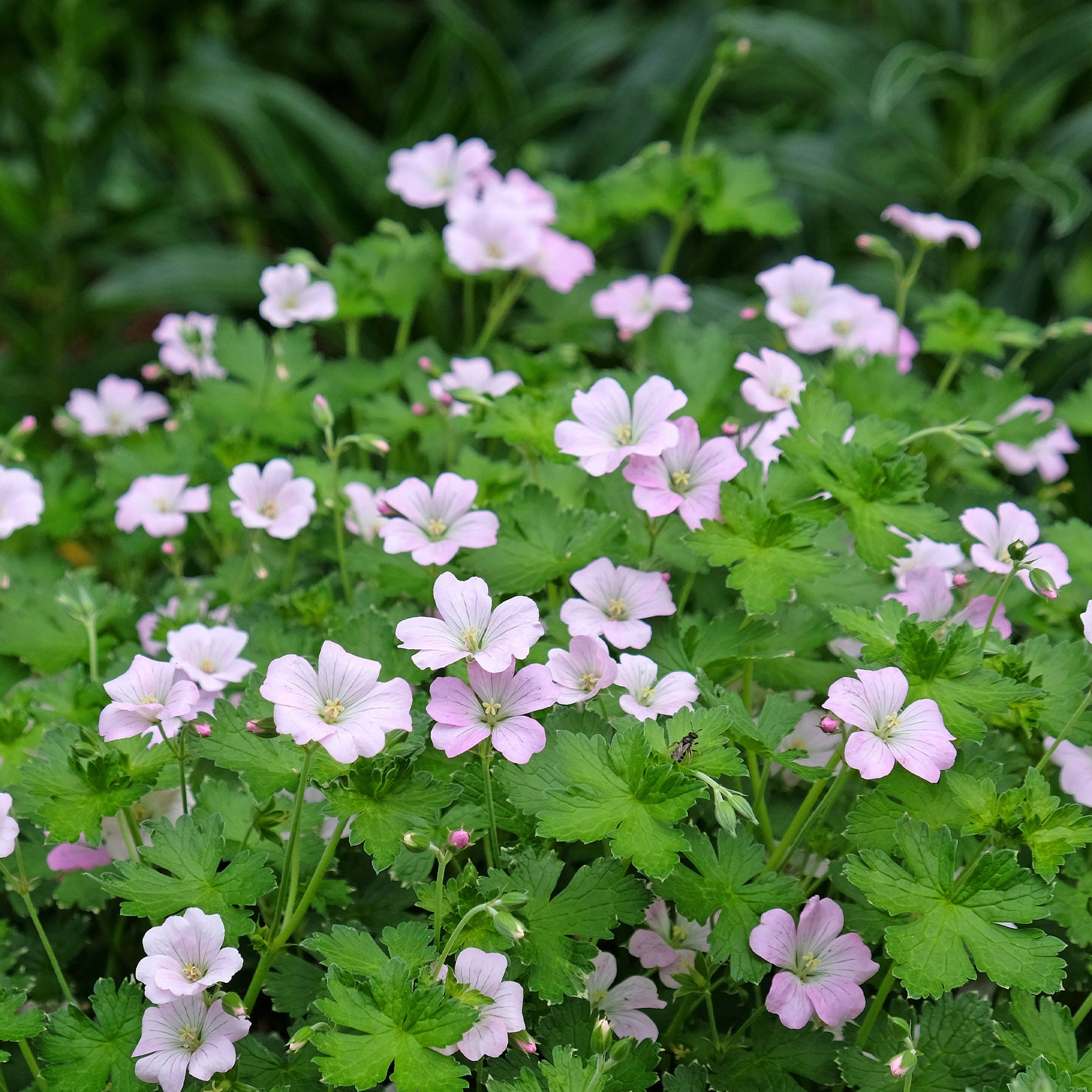 Geraniums - Ooievaarsbek Dreamland - Geranium bremdream dreamland