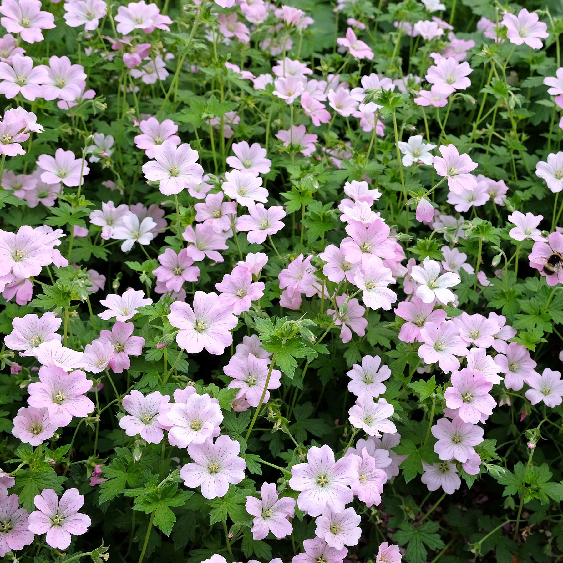 Ooievaarsbek Dreamland - Geranium bremdream dreamland - Willemse