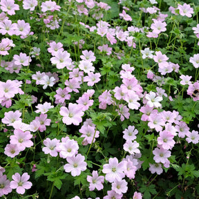 Ooievaarsbek Dreamland - Geranium bremdream dreamland - Willemse