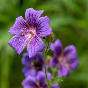 Ooievaarsbek ibérique - Geranium ibericum - Willemse