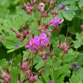 Ooievaarsbek Czakor - Willemse
