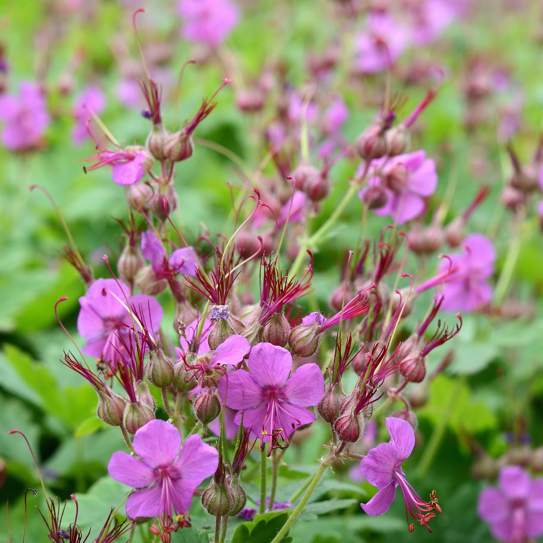 Ooievaarsbek Czakor - Geranium macrorrhizum Czakor - Willemse