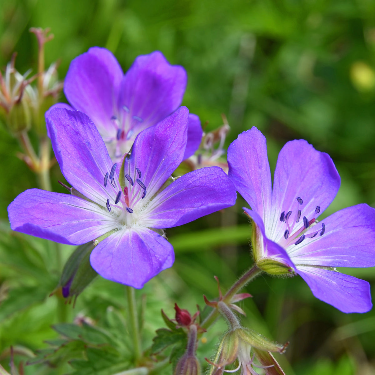 Ooievaarsbek - Willemse