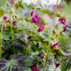 Geranium phaeum samobor - Donkere ooievaarsbek Samobor - Geraniums