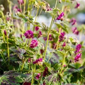 Donkere ooievaarsbek Samobor - Geranium phaeum samobor - Willemse