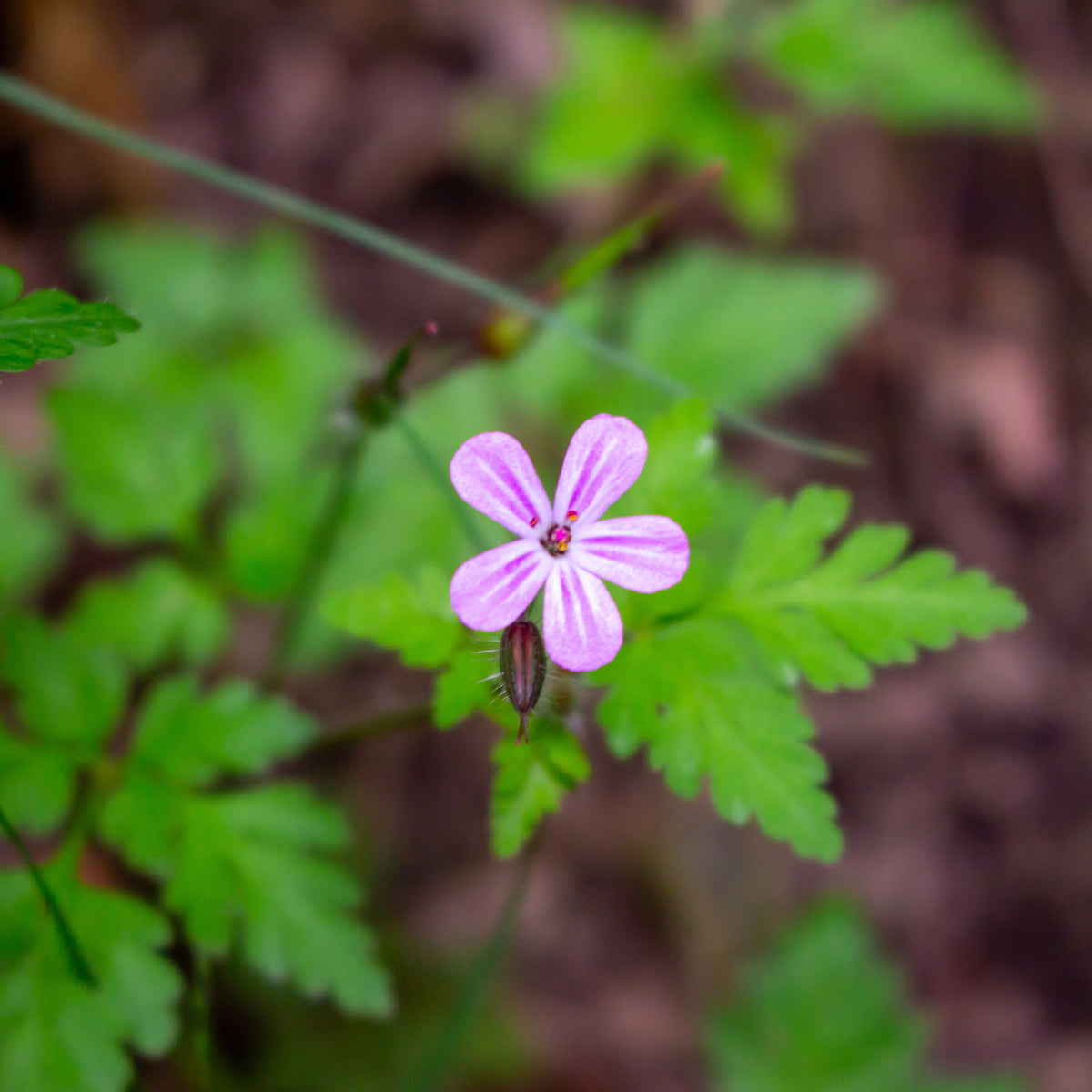 Ooievaarsbek Bec-de-Grue - Geranium robertianum - Willemse