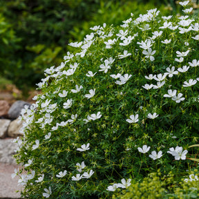 Geranium sanguineum Album - Bloedooievaarsbek Album - Geraniums