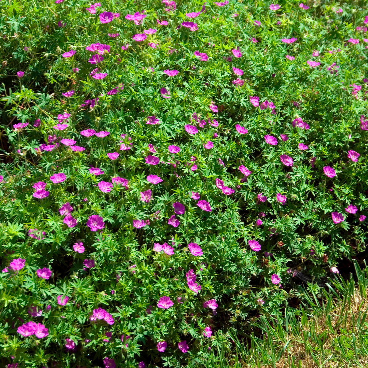 Bloedooievaarsbek 'Compactum' - Geranium sanguineum compactum - Willemse