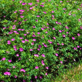 Bloedooievaarsbek 'Compactum' - Geranium sanguineum compactum - Willemse