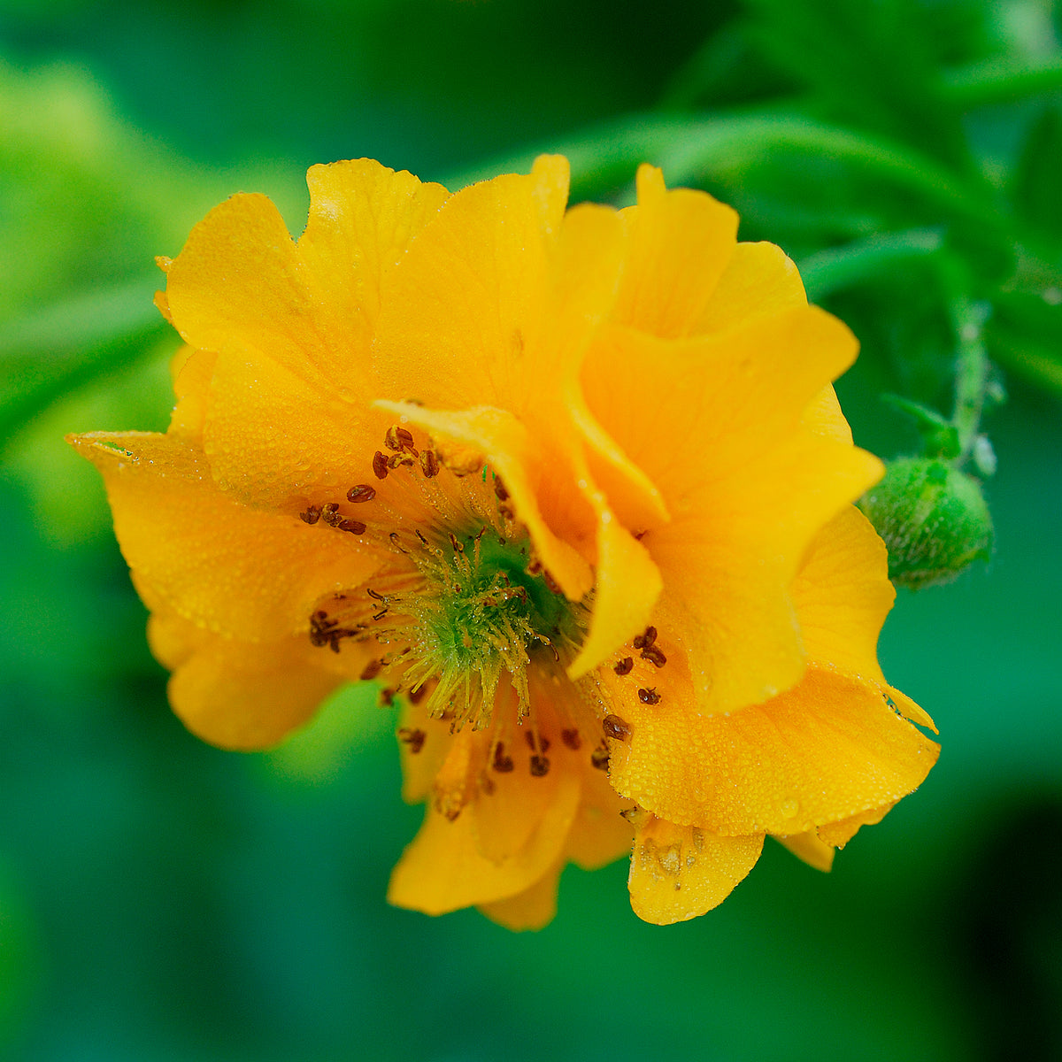 Nagelkruid Lady Stratheden - Geum chiloense Lady Stratheden - Willemse
