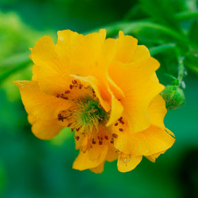 Nagelkruid Lady Stratheden - Geum chiloense Lady Stratheden - Willemse
