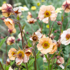 Nagelkruid Mai Tai - Geum mai tai ( cocktail series ) - Willemse