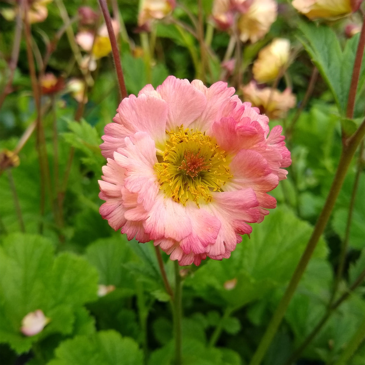 Nagelkruid Mai Tai - Willemse