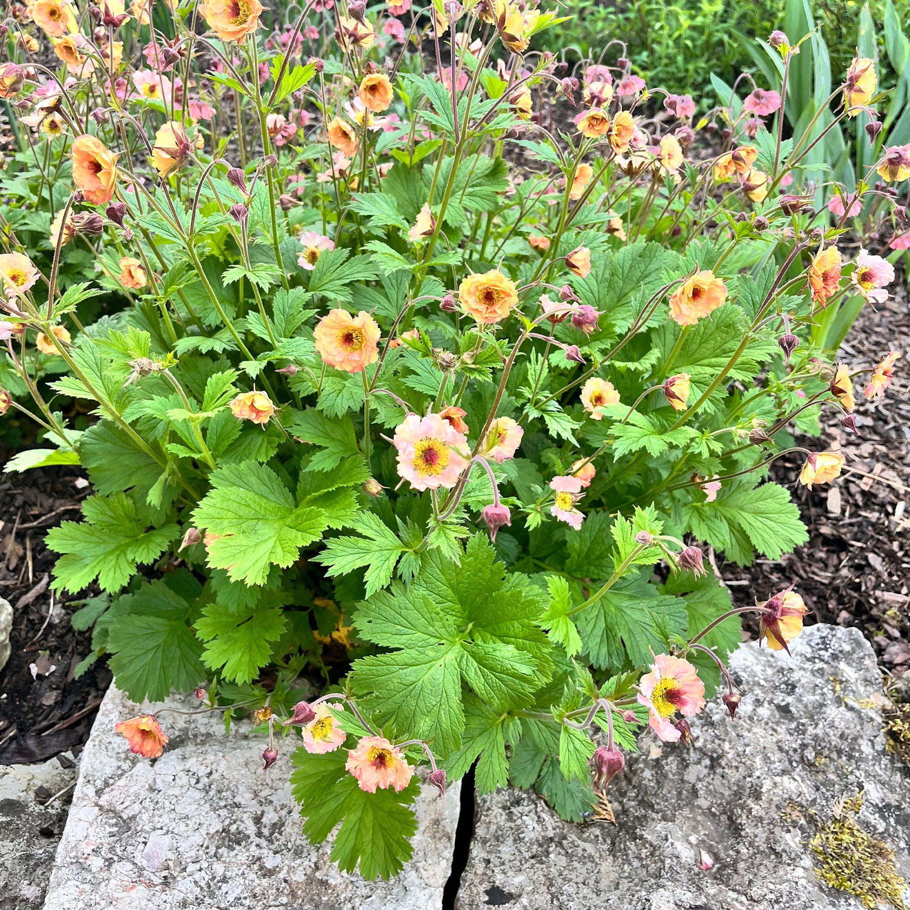 Geum mai tai ( cocktail series ) - Nagelkruid Mai Tai - Geum