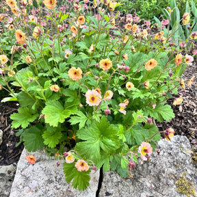Geum mai tai ( cocktail series ) - Nagelkruid Mai Tai - Geum