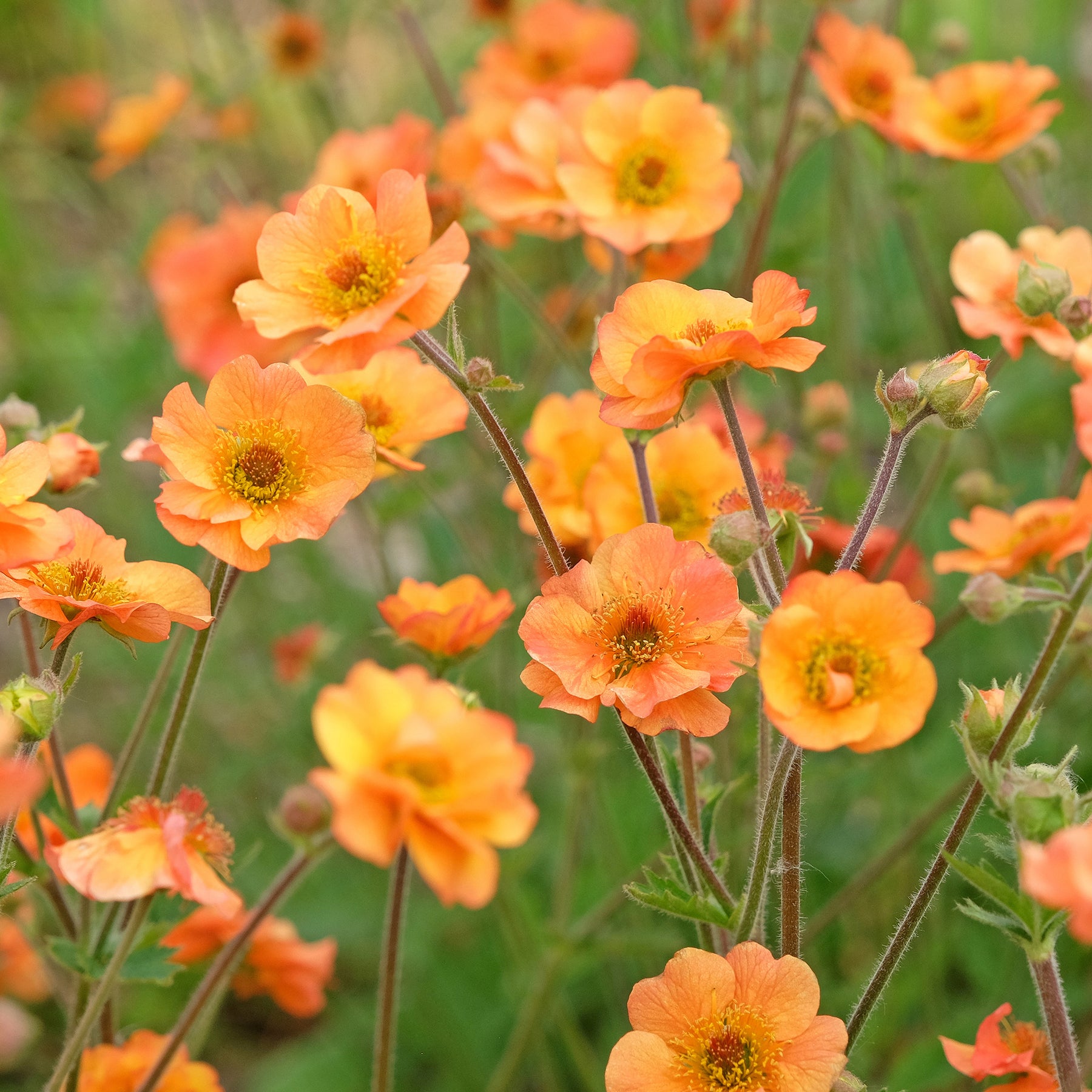 Nagelkruid Prinses Juliana - Willemse