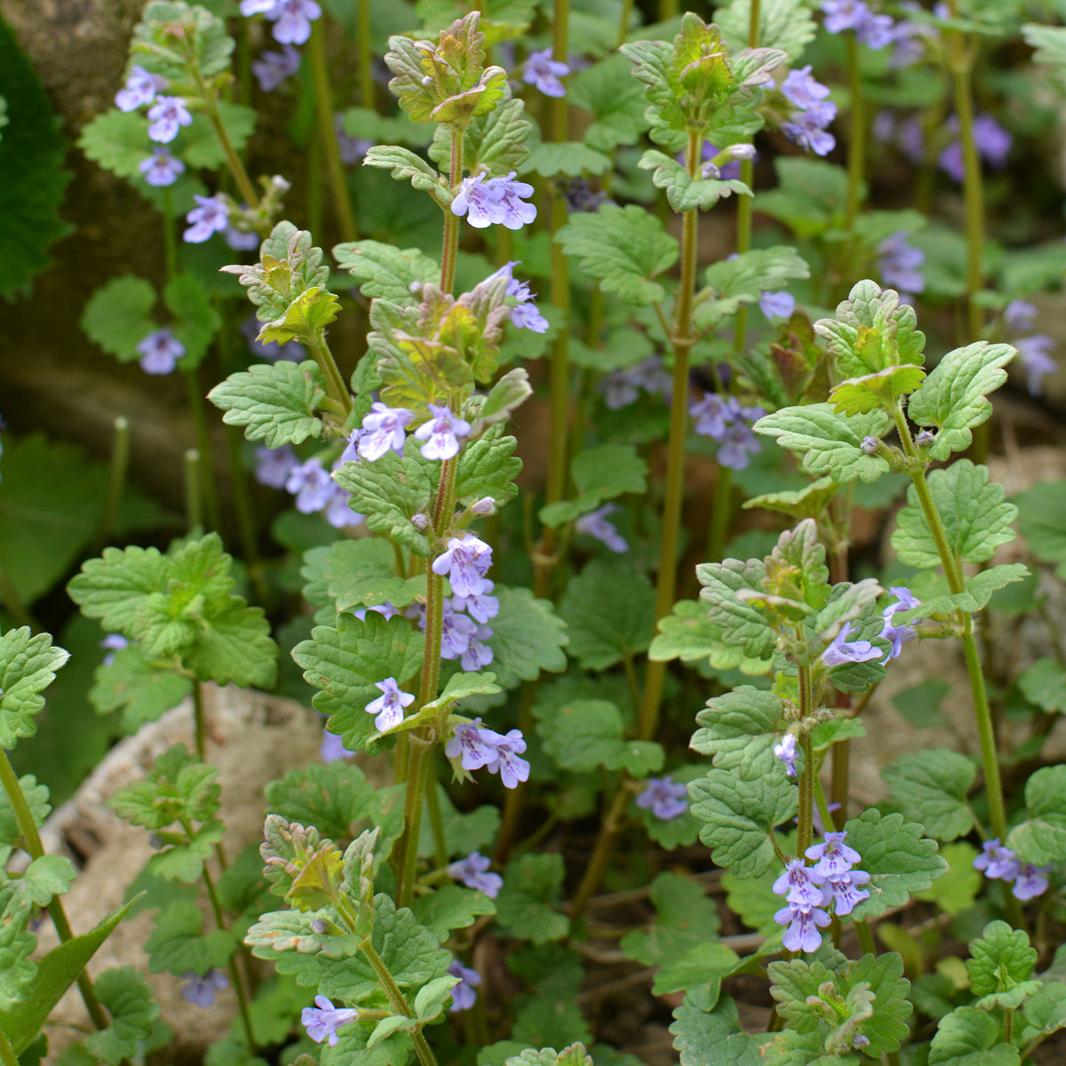 Aardse klimop - Willemse