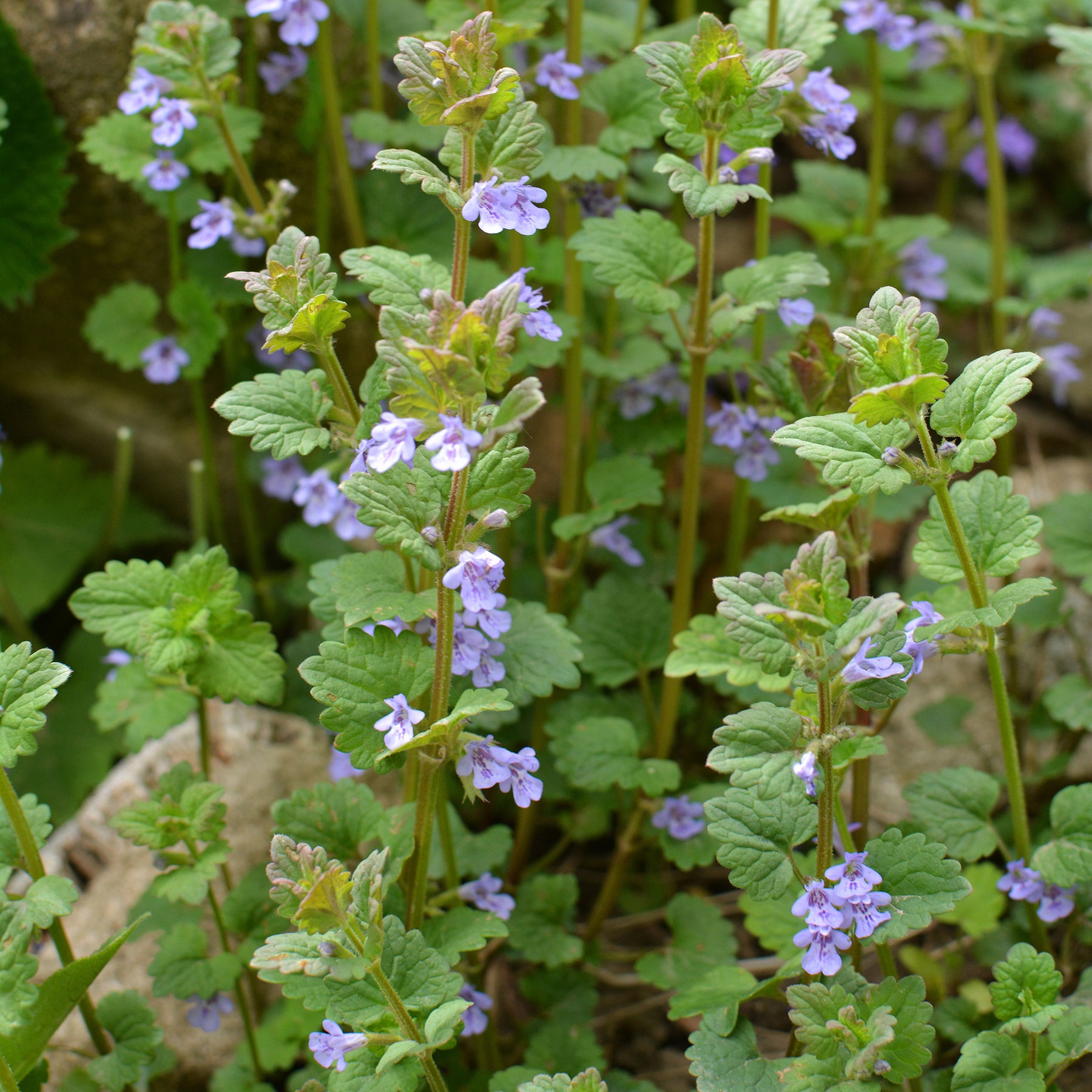 Aardse klimop - Willemse