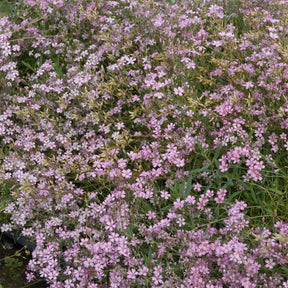 Verkoop Gipskruid Rosea - Gypsophila repens Rosea