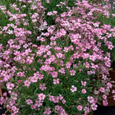 Verkoop Gipskruid Rosea