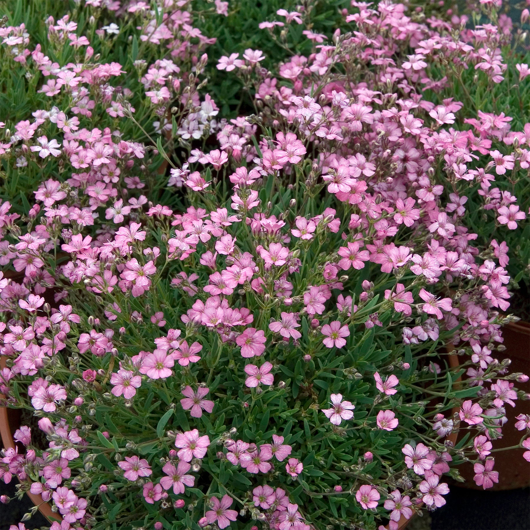 Verkoop Gipskruid Rosea