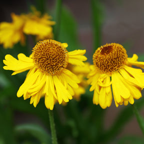 Zonnekruid Pumilum Magnificum - Willemse
