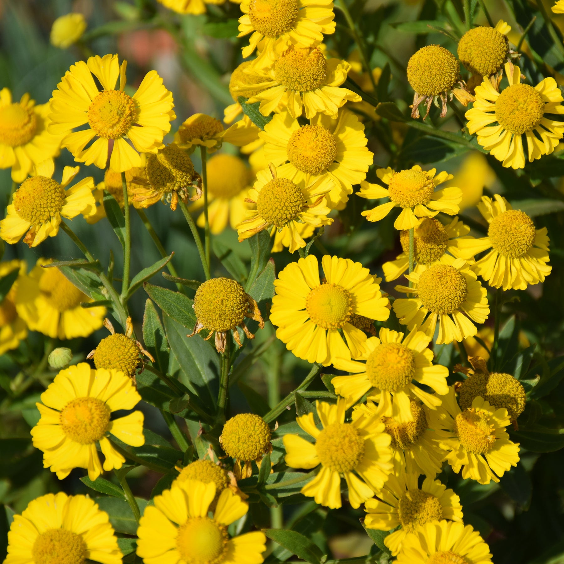 Zonnekruid Kanaria - Willemse