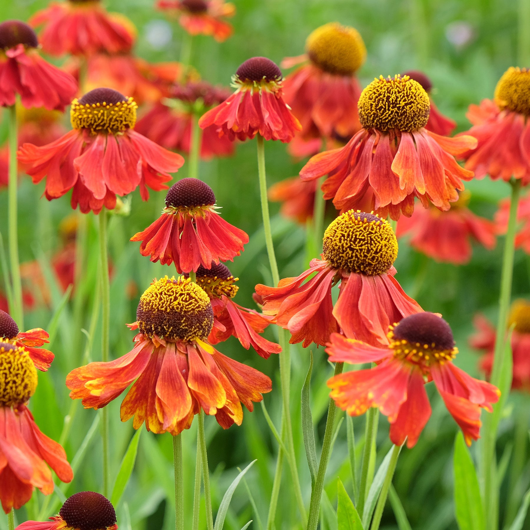 Zonnekruid Moerheim Beauty - Helenium Moerheim Beauty - Willemse