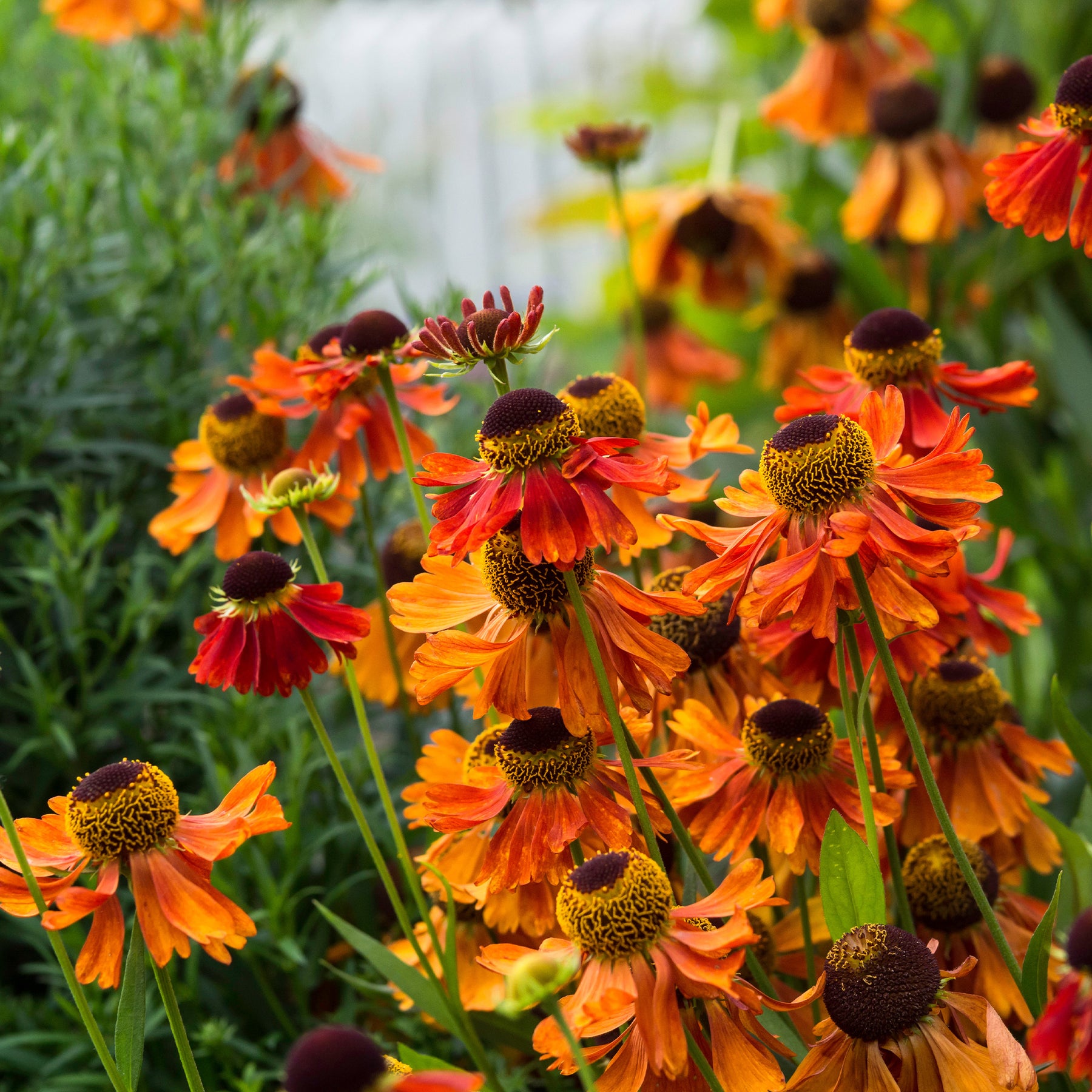 Zonnekruid Moerheim Beauty - Willemse