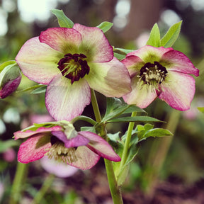 Kerstroos Picotee - Willemse