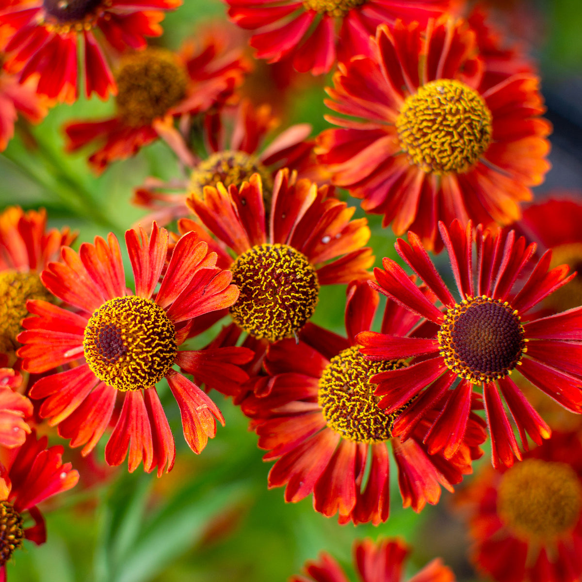 Zonnekruid Rubinzwerg - Helenium rubinzwerg - Willemse
