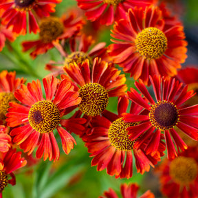 Zonnekruid Rubinzwerg - Helenium rubinzwerg - Willemse