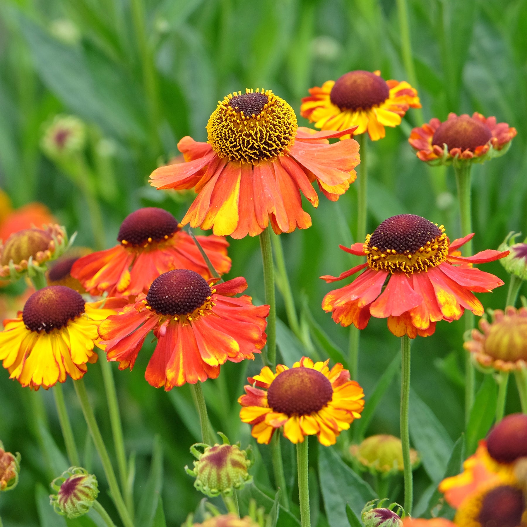 Zonnekruid Sahins Early Flowerer