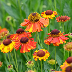 Zonnekruid Sahins Early Flowerer