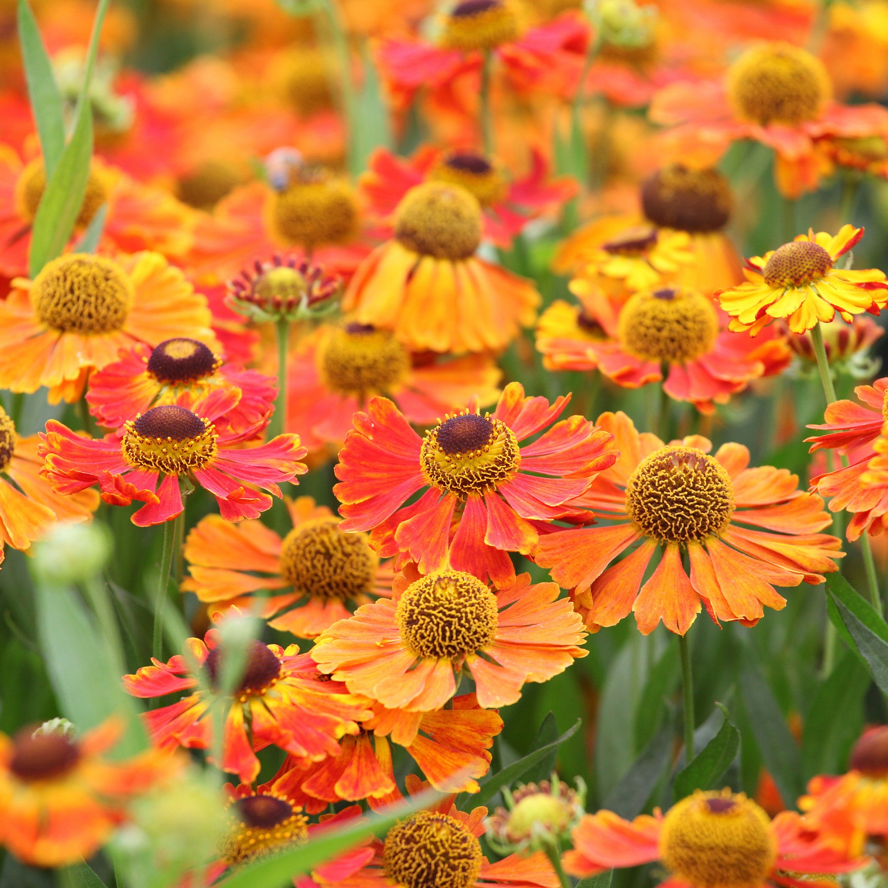 Helenium 'Waltraut' / Zonnekruid - Helenium waltraut - Willemse