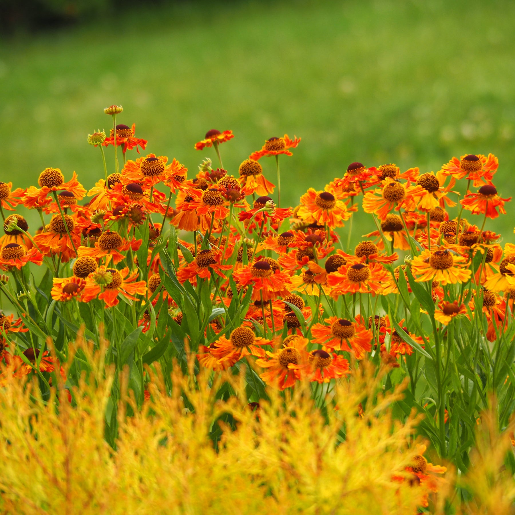 Helenium 'Waltraut' / Zonnekruid - Willemse