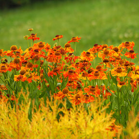 Helenium 'Waltraut' / Zonnekruid - Willemse